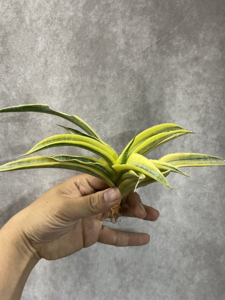 画像3: サイアムゴールド(D.Siam Gold) (3)