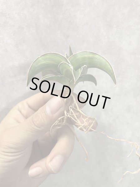 画像1: パウエリー 斑入り(D.powellii variegata) (1)