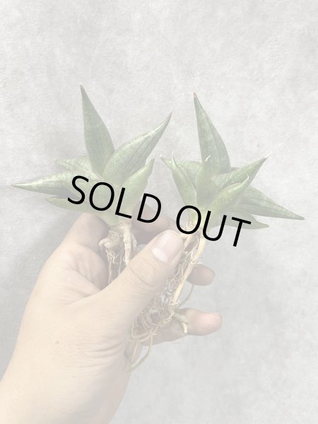 画像1: レニータ(D.Renita) (1)