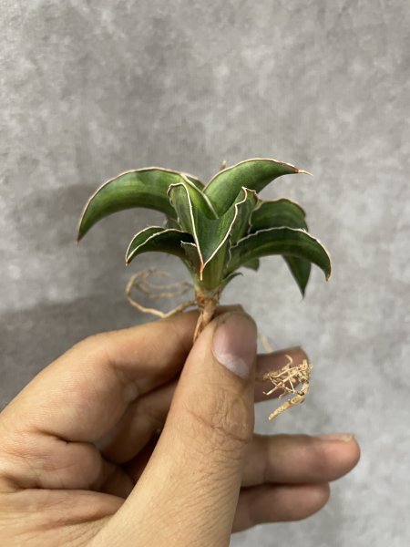 画像3: パウエリー 斑入り(D.powellii variegata) (3)