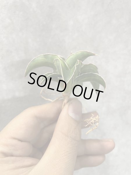 画像3: パウエリー 斑入り(D.powellii variegata) (3)