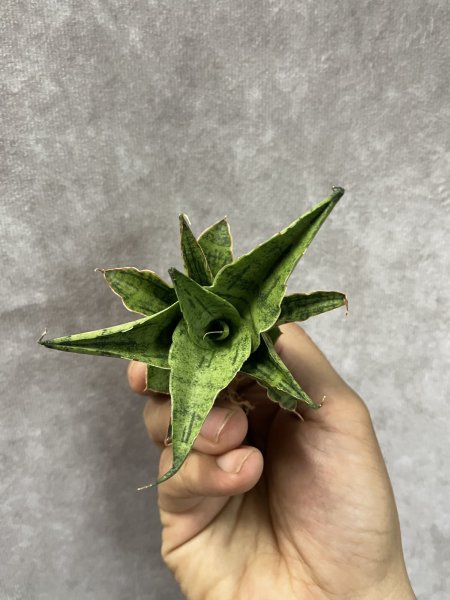 画像2: スノーフレーク(D.Snow Flake) (2)