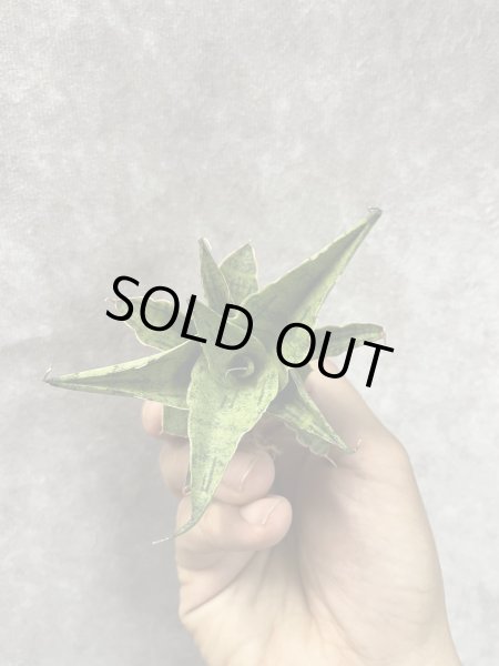 画像2: スノーフレーク(D.Snow Flake) (2)