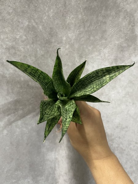 画像2: フォンファ(D.Fonfha) (2)