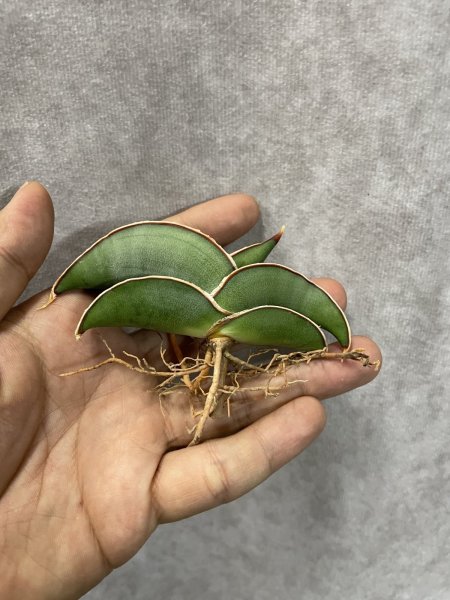 画像2: バナナ(D.Banana) (2)