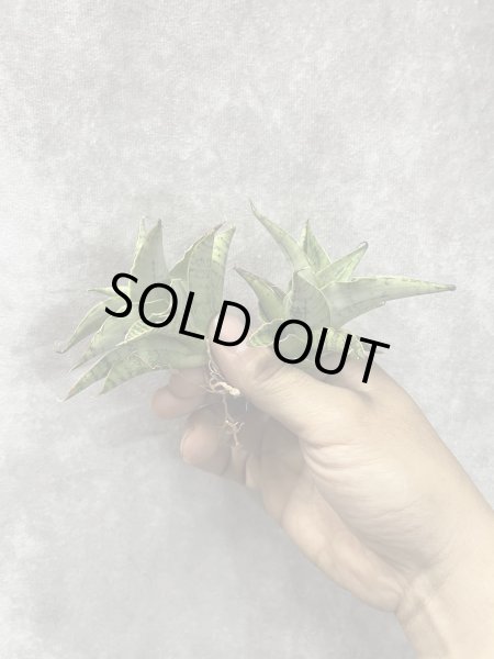 画像1: スノーフレーク(D.Snow Flake) (1)