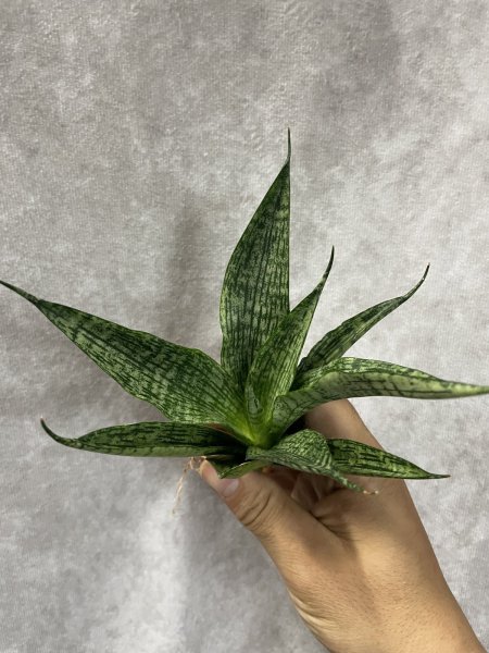 画像3: フォンファ(D.Fonfha) (3)