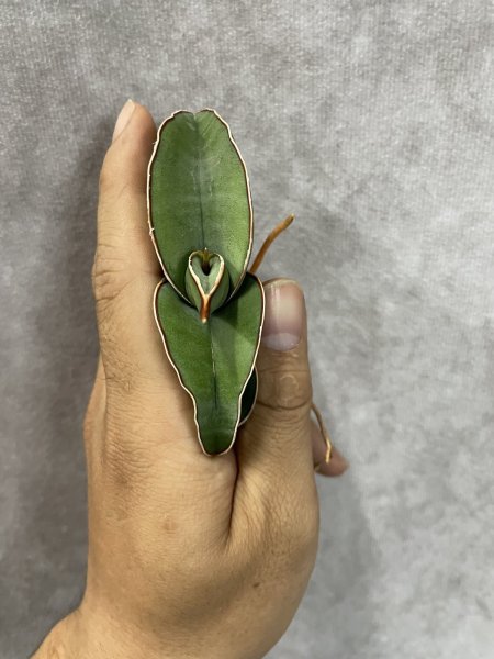 画像3: バナナ(D.Banana) (3)