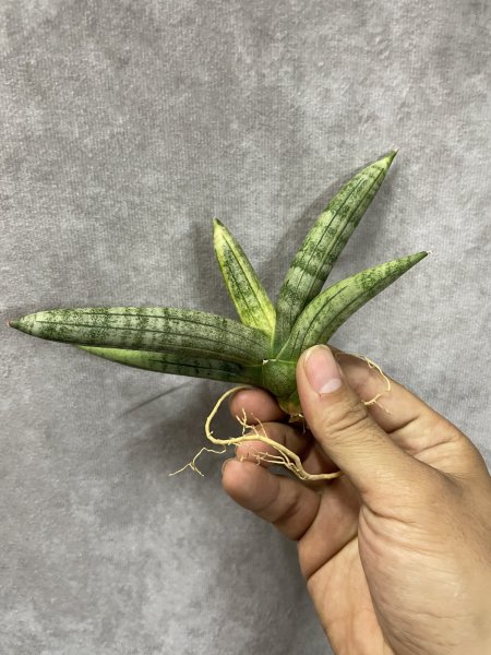 画像2: ボンセル 斑入り(D.Boncel variegata) (2)