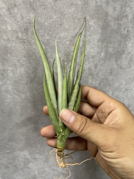 画像2: ストーミーシルバー(D.Stormy Silver) (2)