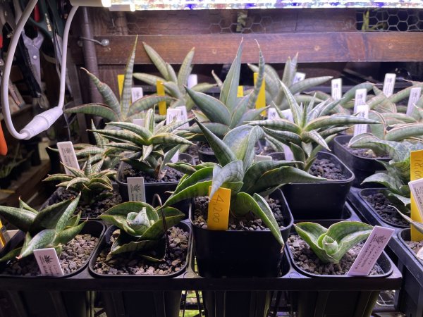 画像4: プレステラ 90深型 (4)