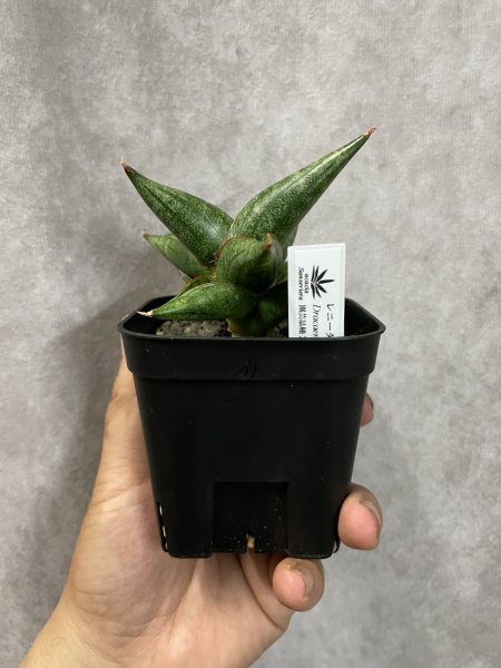 画像4: プレステラ 90 (4)