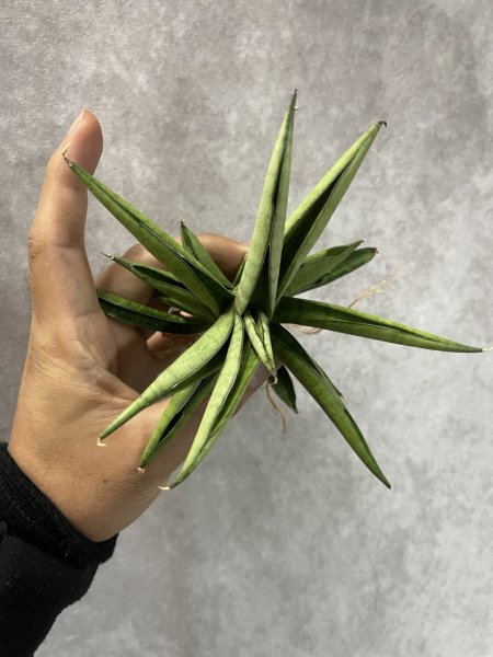 画像3: アストレア(D.Astrea) (3)