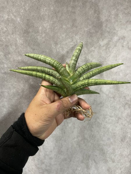 画像2: シルバーピンク(D.Silver Pink) (2)