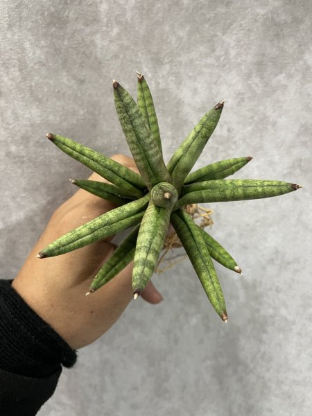 画像3: トーチダオ(D.Touch Dao) (3)