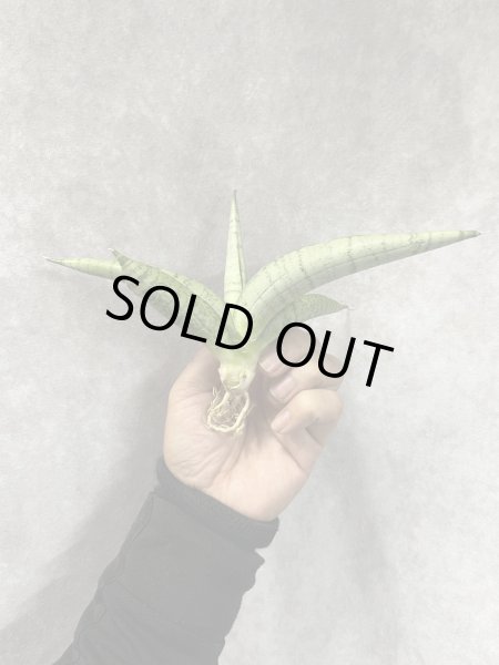 画像2: ホワイトライノ(D.White Rhino) (2)