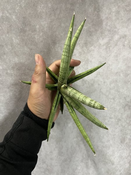 画像3: シルバーピンク(D.Silver Pink) (3)