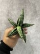 画像3: タランチュラ(D.Tarantura) (3)
