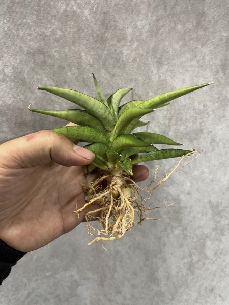 画像2: アストレア(D.Astrea) (2)