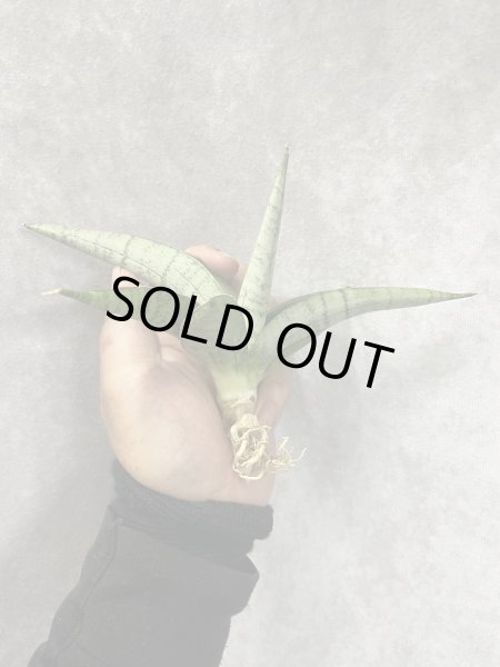 画像1: ホワイトライノ(D.White Rhino) (1)