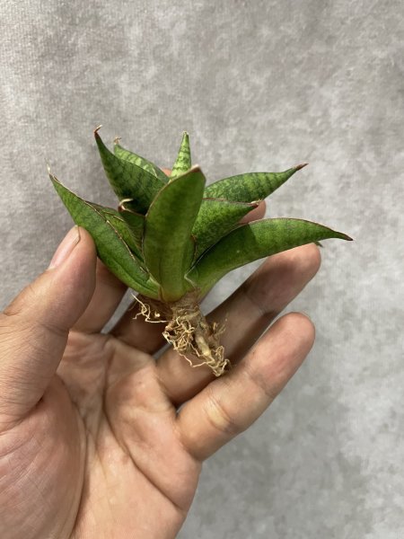 画像2: スノーロータス(D.Snow Lotus) (2)