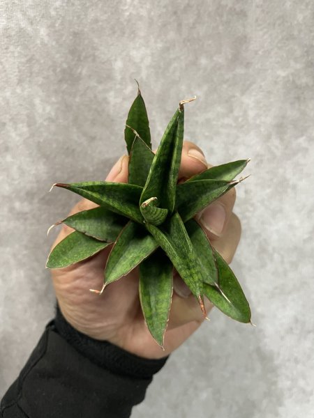 画像3: スノーロータス(D.Snow Lotus) (3)