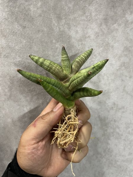 画像2: トーチダオ(D.Touch Dao) (2)