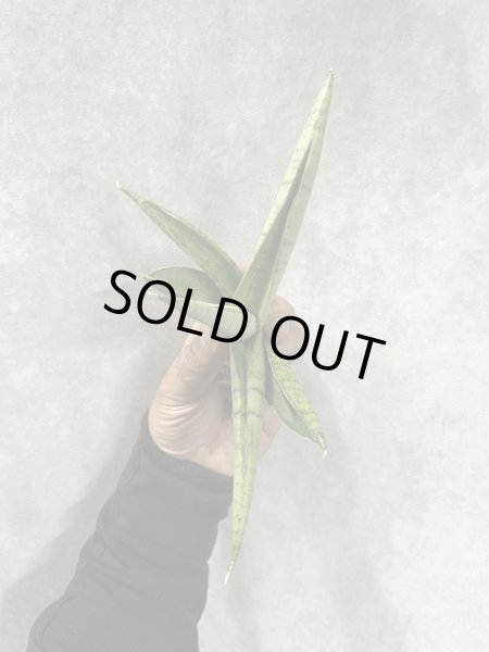 画像3: ホワイトライノ(D.White Rhino) (3)