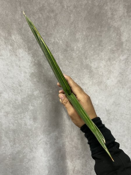 画像3: ザンジバリカ斑入り(D.zanzibarica variegata) (3)