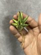 画像1: ミンマニー斑入り(D.Ming Manee variegata) (1)