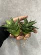 画像1: 【特価】ドラゴンスケール(D.Dragon Scale) (1)