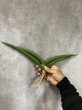 画像2: ザンジバリカ斑入り(D.zanzibarica variegata) (2)