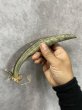 画像2: ダークピンクバット白斑(D.hallii 'Dark Pink Bat' variegata) (2)