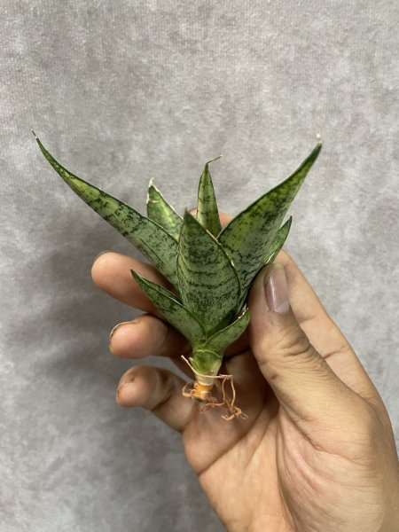 画像2: スウィートセロリ斑入り(D.Sweet Celo variegata) (2)
