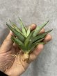 画像1: ベイビーヨーダ(D.Baby Yoda) (1)