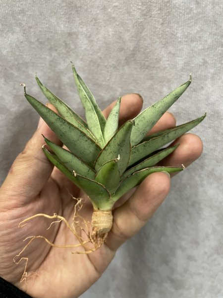 画像1: ベイビーヨーダ(D.Baby Yoda) (1)
