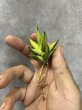 画像2: ミンマニー斑入り(D.Ming Manee variegata) (2)
