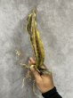 画像2: コッパートーン斑入り(D.kirkii ver.pulchra Coppertone variegata) (2)