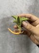 画像1: ピングレン斑入り(D.Pingren variegata) (1)