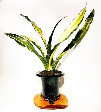 画像1: プルクラ斑入り(D.kirkii ver.pulchra variegata)