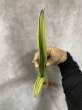 画像3: サムライイエメン斑入り(D.Samurai Yemen variegata) (3)