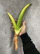 画像2: サムライイエメン斑入り(D.Samurai Yemen variegata) (2)