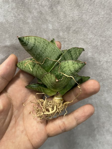 画像2: アンドロメダ(D.Andromeda) (2)