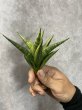 画像1: マニーパッキャオ斑入り(D.Manny Pacqiao variegata) (1)