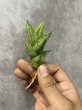 画像1: パゴダ斑入り(D.Pagoda variegata) (1)