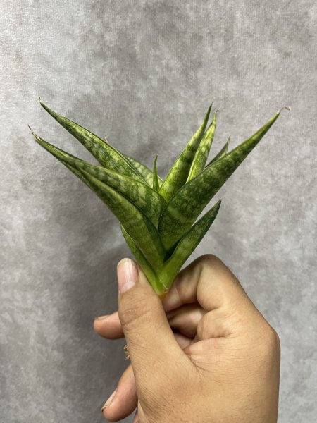 画像3: マニーパッキャオ斑入り(D.Manny Pacqiao variegata) (3)