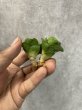 画像1: ミニコンド(D.Mini Condo) (1)