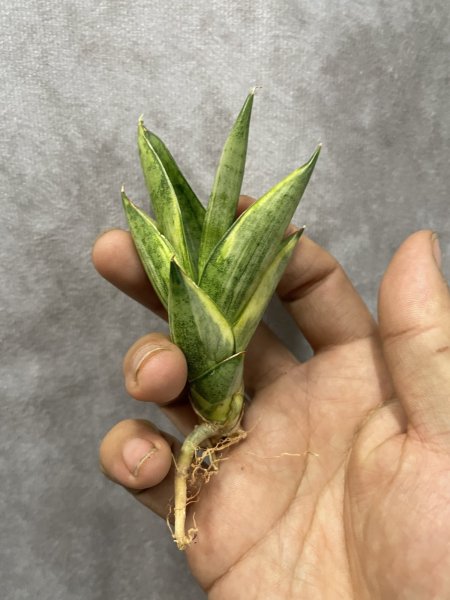 画像2: パゴダ斑入り(D.Pagoda variegata) (2)