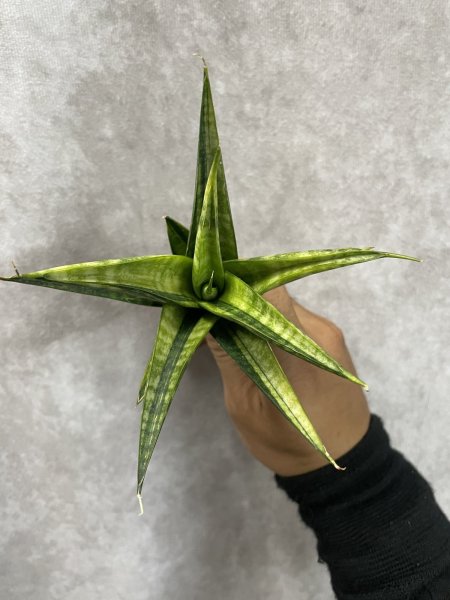 画像2: マニーパッキャオ斑入り(D.Manny Pacqiao variegata) (2)