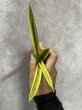 画像3: マーシャ斑入り(D.Marsha variegata) (3)